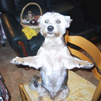 Photo #189915 de Chouky