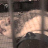 Photo #189928 de Lorwyn