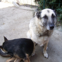 Photo #189933 de Caline