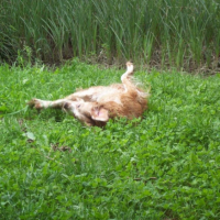 en mode roulade dans l'herbe ! lol