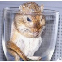 Photo #189984 de Speedy