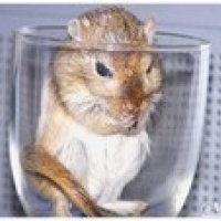 Photo #189986 de Speedy