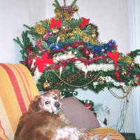 Photo #190009 de Orphée
