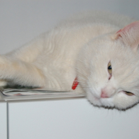 Photo #190062 de Lola
