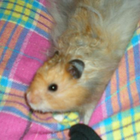 Photo #190066 de Boulette