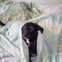 Photo #190073 de Belley
