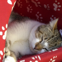 Photo #190076 de Mininew