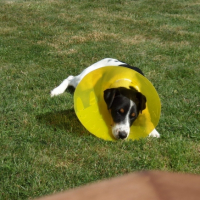 Photo #190080 de Darwin 