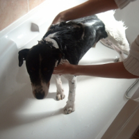 Photo #190084 de Darwin 