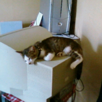 Photo #190156 de Yoda