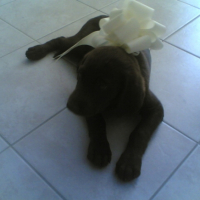 Photo #190172 de Elektra