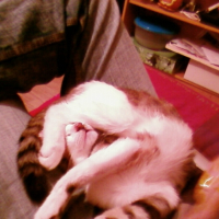 Photo #190191 de Yoda