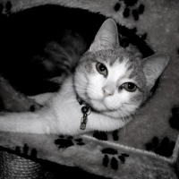 Photo #190193 de Soprane
