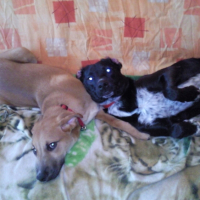 Photo #190209 de Diablo