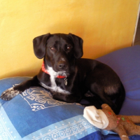 Photo #190211 de Diablo
