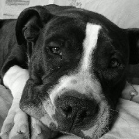Photo #190214 de Shaman