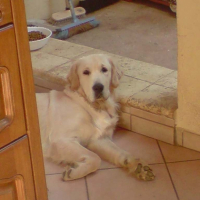 Photo #190216 de Darco