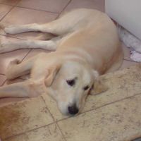 Photo #190218 de Darco
