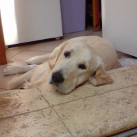 Photo #190219 de Darco