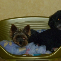 Photo #190301 de Rickles