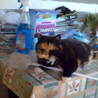 Photo #190405 de Mciquette