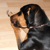 Photo #190470 de Leïko