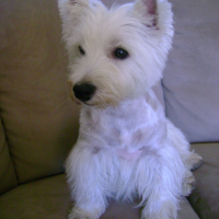 Photo #190476 de Chipie