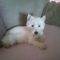 Photo #190480 de Chipie