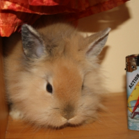 Photo #190484 de Menndy
