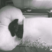 Photo #190498 de Pupuce