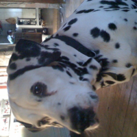 Photo #190556 de Sybelle