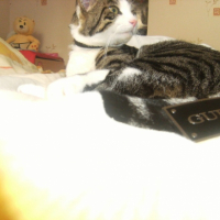 Photo #190561 de Pimous