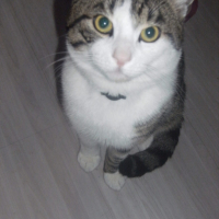 Photo #190564 de Pimous