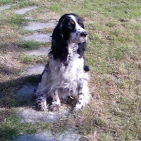 Photo #190590 de Sulkie