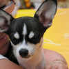 Chienchien et Ma maman