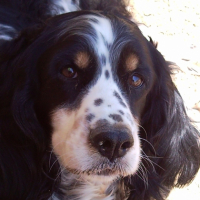 Photo #190593 de Sulkie