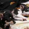 Les chihuahua