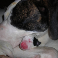 Photo #190599 de Calva