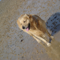 Photo #190661 de Simba