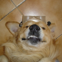 Photo #190663 de Simba