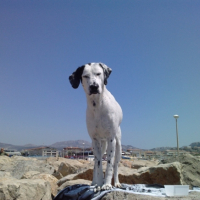 Photo #190688 de Bloomer