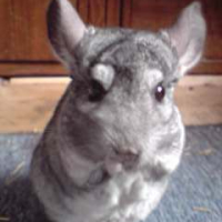Photo #190705 de Tomy