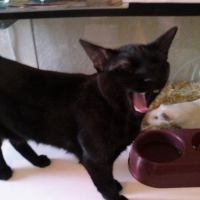 Photo #190729 de Miaou