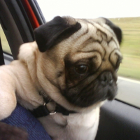 Photo #190740 de Alphonse