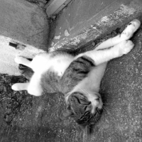 Photo #190758 de Djembé