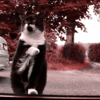 Photo #190855 de Odile