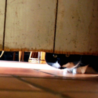 Photo #190856 de Odile