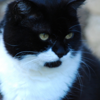 Photo #190858 de Odile