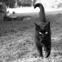 Photo #190862 de Noir