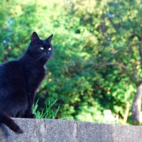 Photo #190865 de Noir